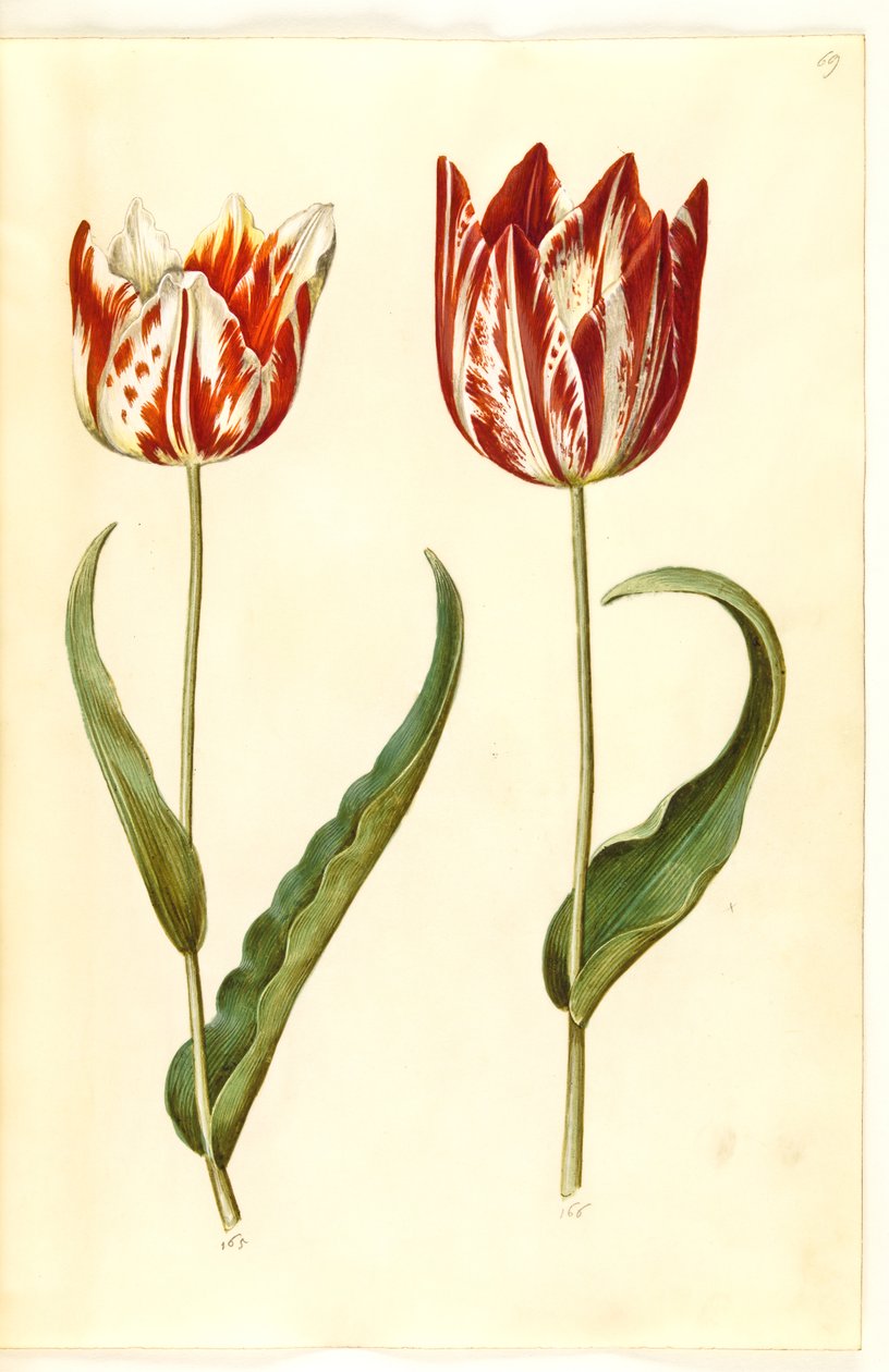 Tulip Gessneriana (ara-Tulipa)finès tekijältä Hans Simon Holtzbecker