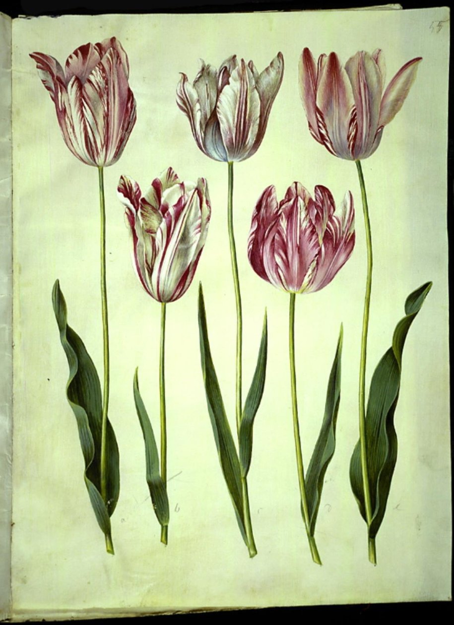 Tulipa gesneriana (have-tulppaani) tekijältä Hans Simon Holtzbecker
