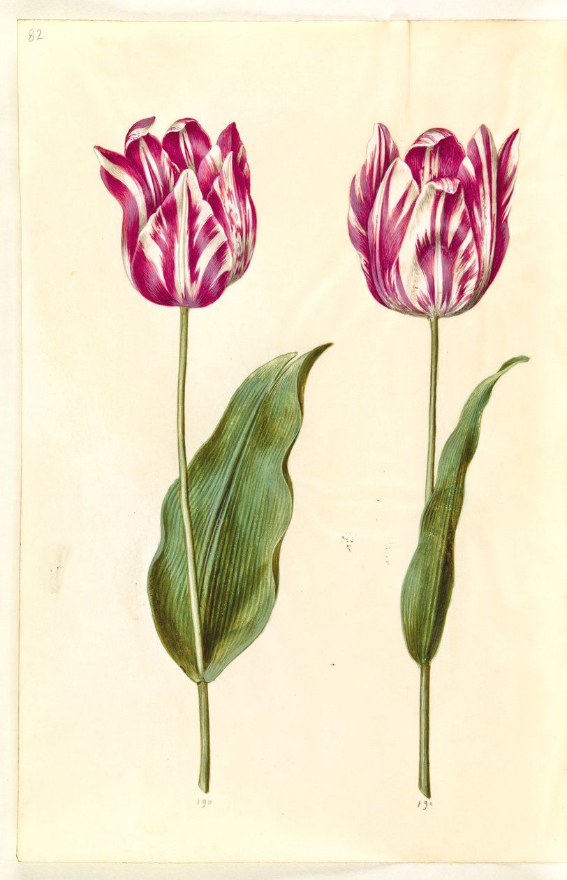 Tulipa gesneriana (have-tulppaani) tekijältä Hans Simon Holtzbecker