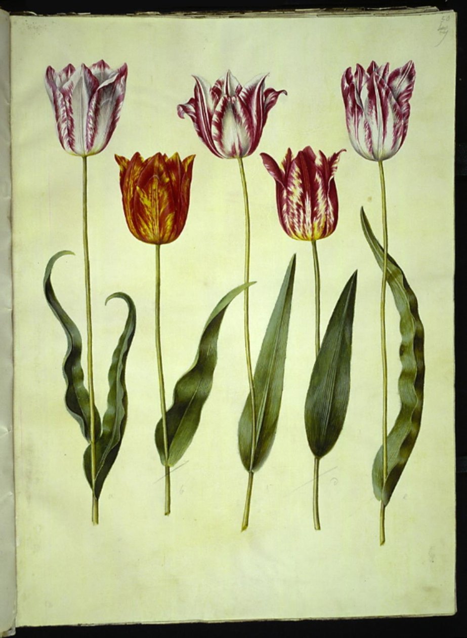 Tulipa gesneriana (have-tulppaani) tekijältä Hans Simon Holtzbecker