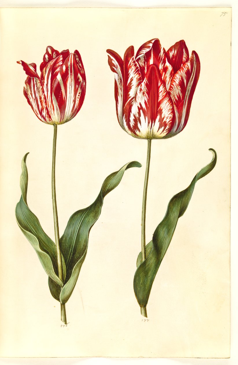 Tulipa gesneriana (have-tulppaani) tekijältä Hans Simon Holtzbecker