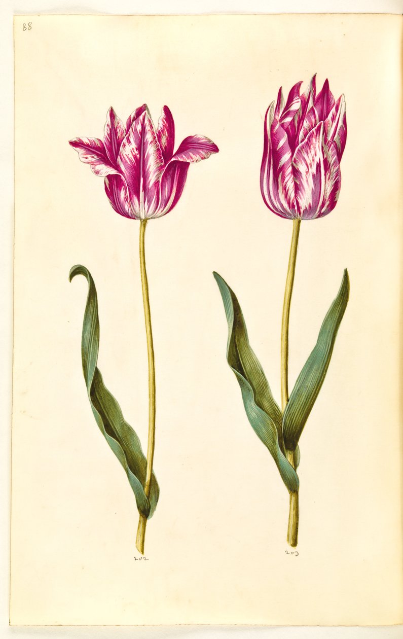 Tulipa gesneriana (have-tulppaani) tekijältä Hans Simon Holtzbecker