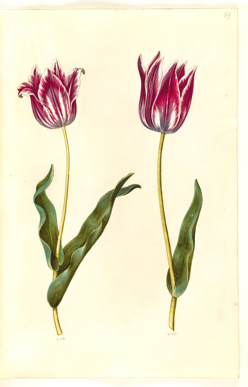 Tulipa gesneriana (have-tulppaani) tekijältä Hans Simon Holtzbecker