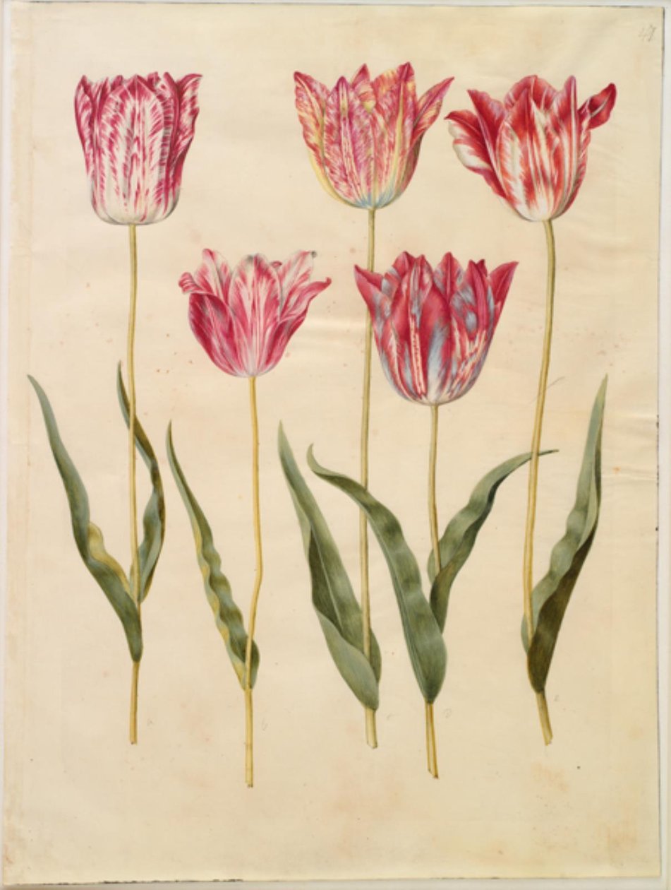 Tulipa gesneriana (have-tulppaani) tekijältä Hans Simon Holtzbecker