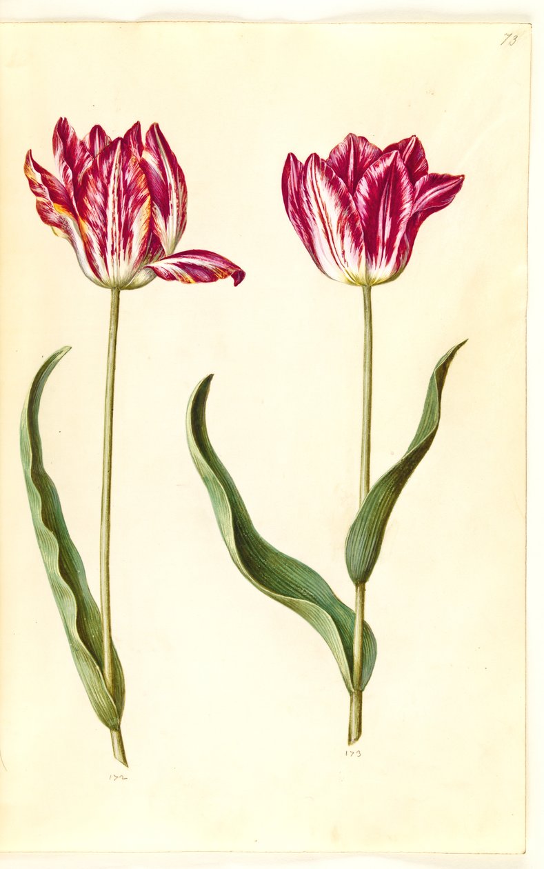 Tulipa gesneriana (have-tulppaani) tekijältä Hans Simon Holtzbecker