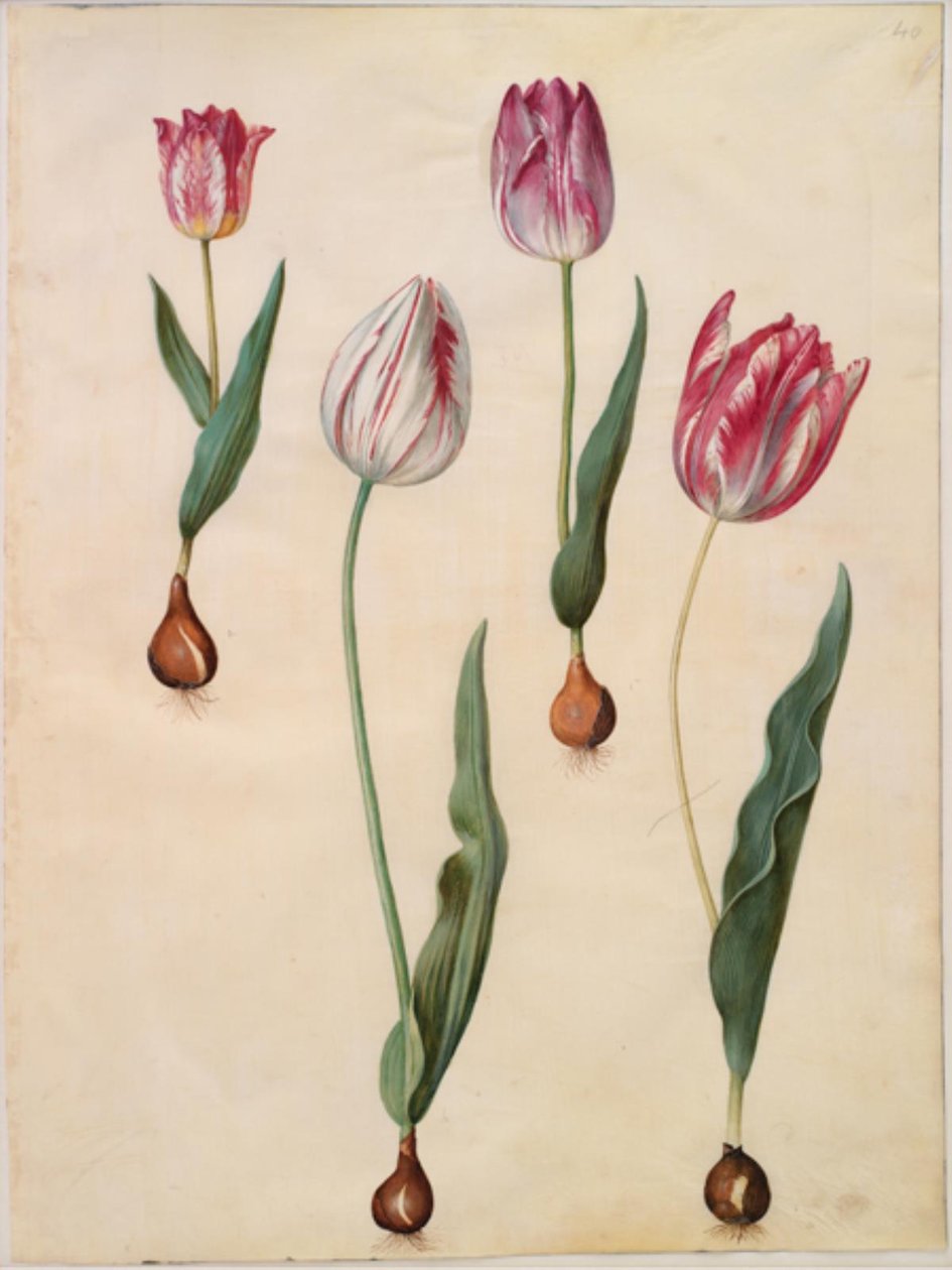 Tulipa gesneriana (have-tulppaani) tekijältä Hans Simon Holtzbecker