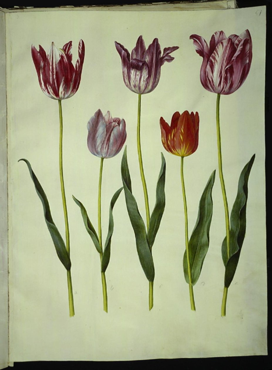 Tulipa gesneriana (have-tulppaani) tekijältä Hans Simon Holtzbecker