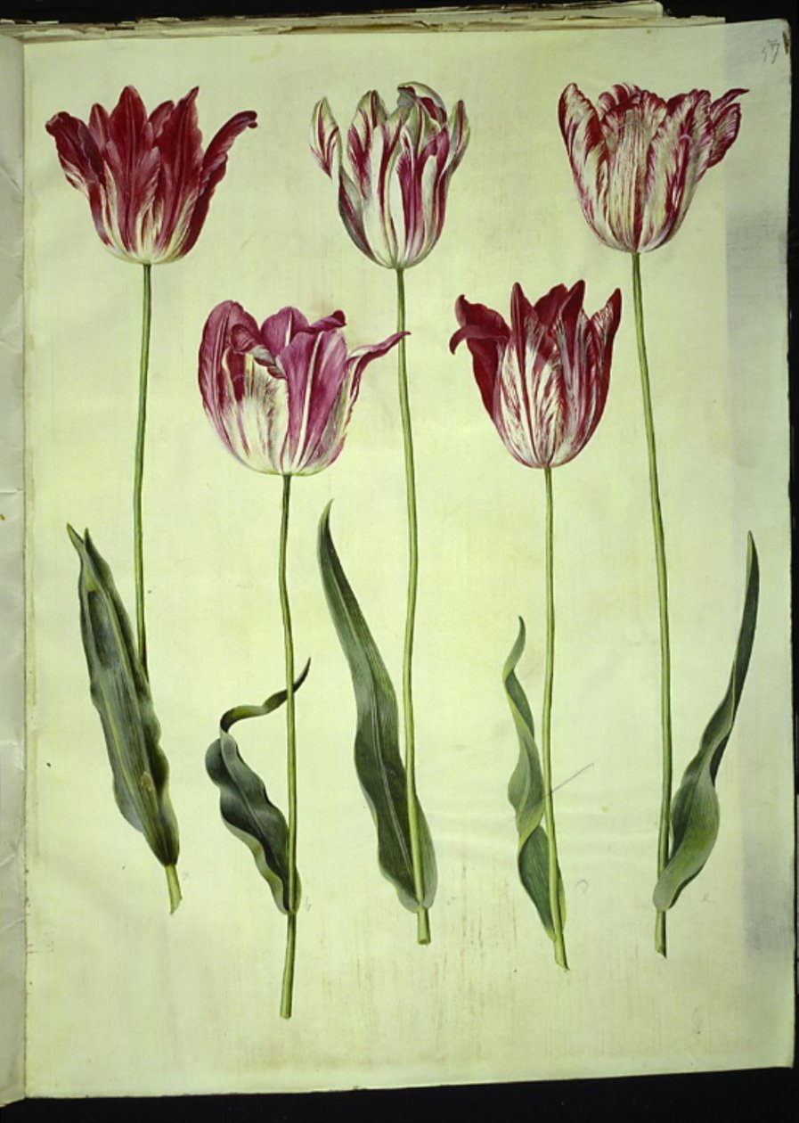 Tulipa gesneriana (have-tulppaani) tekijältä Hans Simon Holtzbecker
