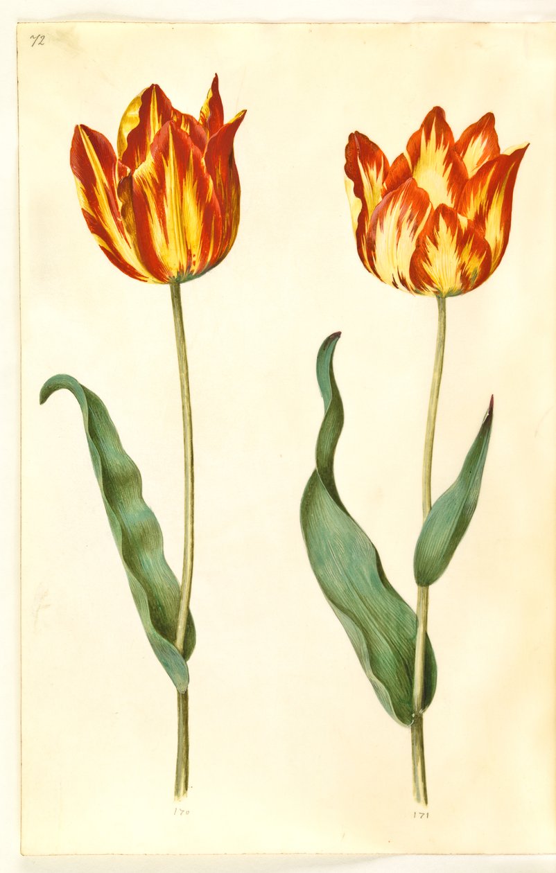 Tulipa gesneriana (have-tulppaani) tekijältä Hans Simon Holtzbecker