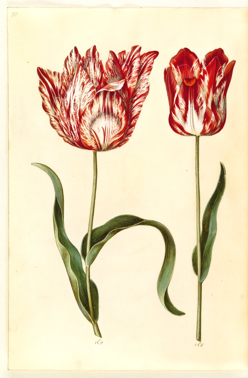 Tulipa gesneriana (have-tulppaani) tekijältä Hans Simon Holtzbecker