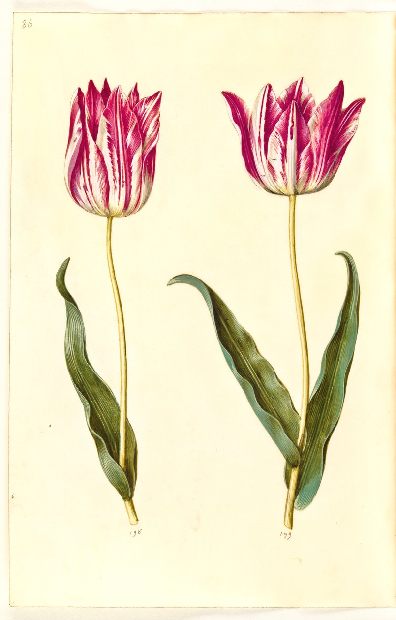 Tulipa gesneriana (have-tulppaani) tekijältä Hans Simon Holtzbecker