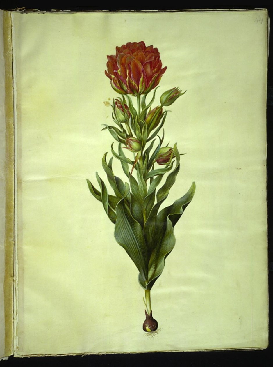 Tulipa gesneriana (have-tulppaani) tekijältä Hans Simon Holtzbecker