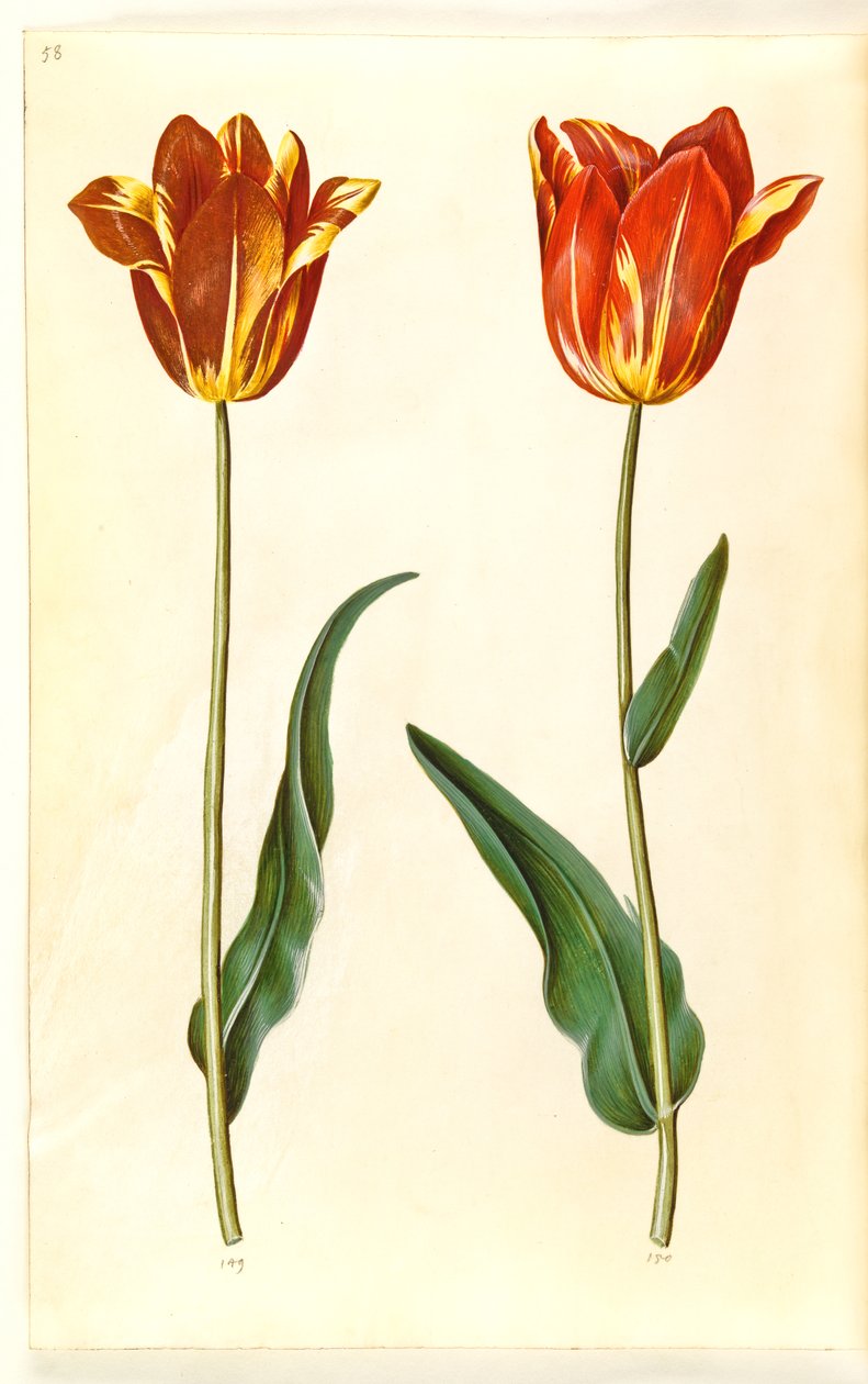 Tulipa gesneriana (have-tulppaani) tekijältä Hans Simon Holtzbecker