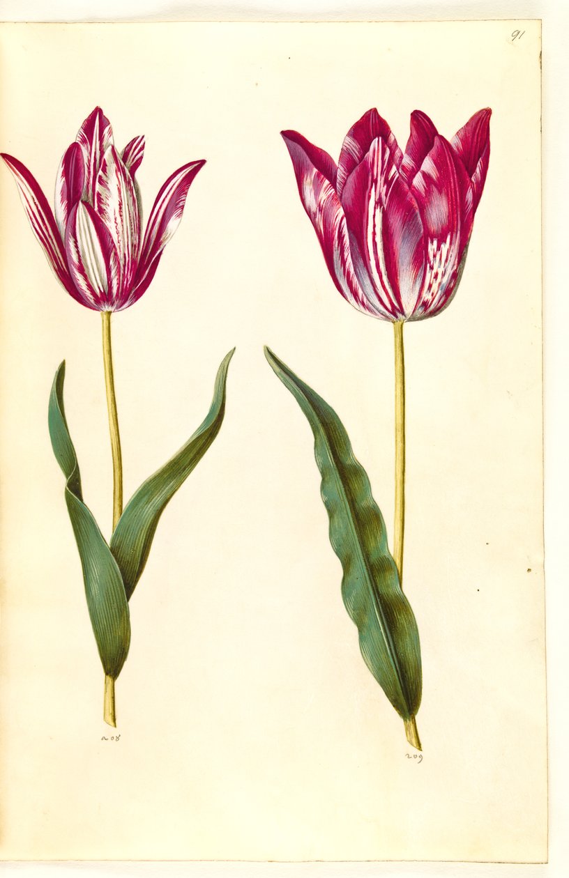 Tulipa gesneriana (have-tulppaani) tekijältä Hans Simon Holtzbecker