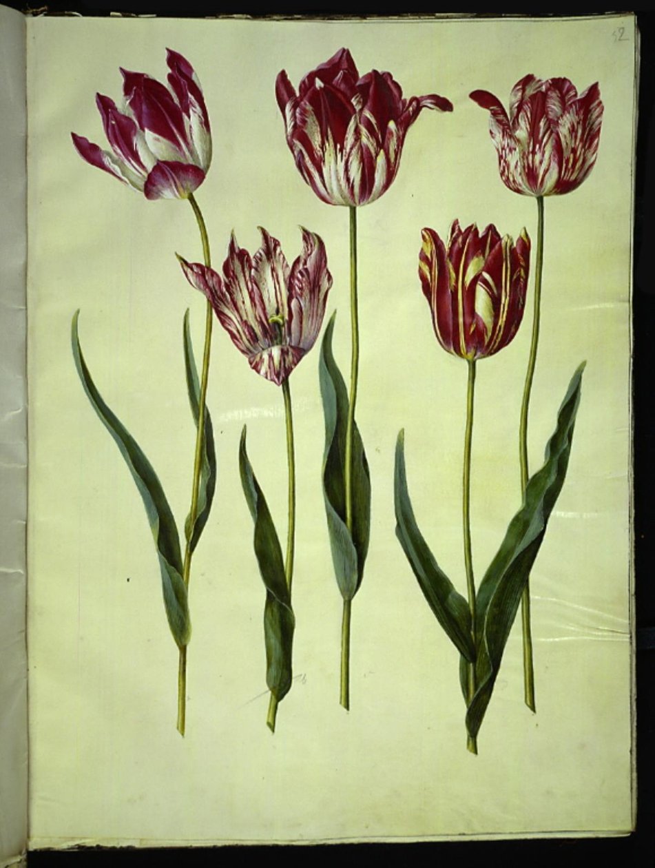 Tulipa gesneriana (have-tulppaani) tekijältä Hans Simon Holtzbecker
