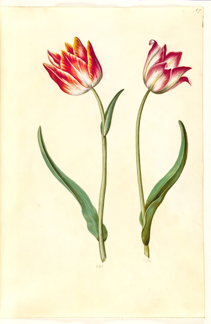 Tulipa gesneriana (have-tulppaani) tekijältä Hans Simon Holtzbecker