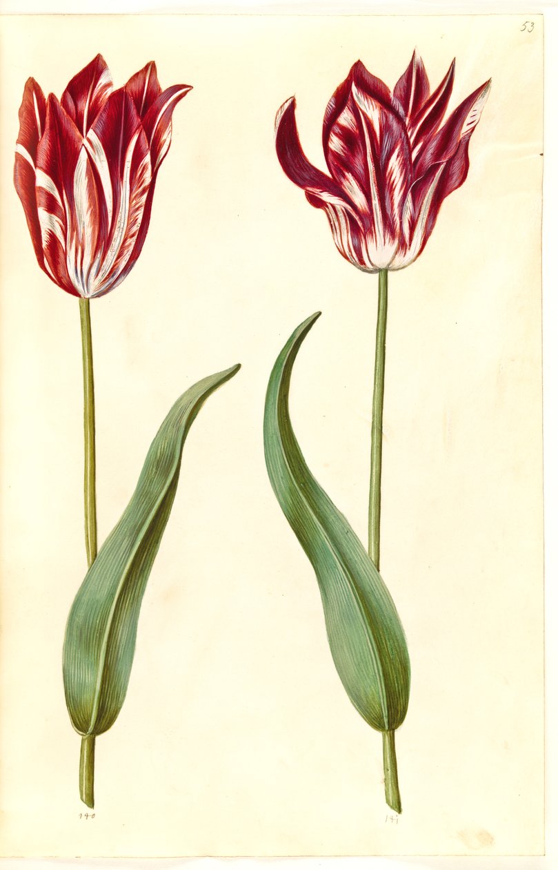 Tulipa gesneriana (have-tulppaani) tekijältä Hans Simon Holtzbecker