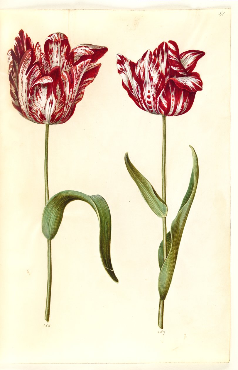Tulipa gesneriana (have-tulppaani) tekijältä Hans Simon Holtzbecker