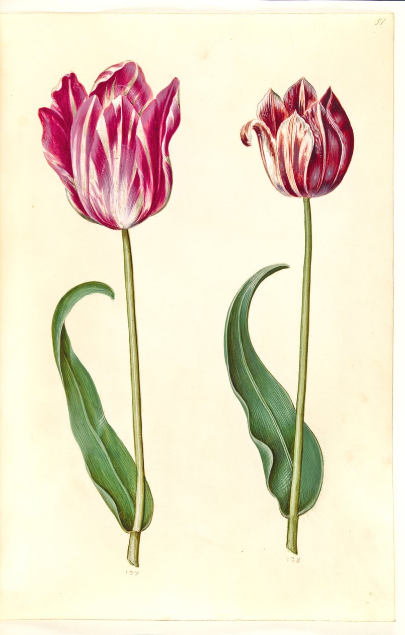Tulipa gesneriana (have-tulppaani) tekijältä Hans Simon Holtzbecker