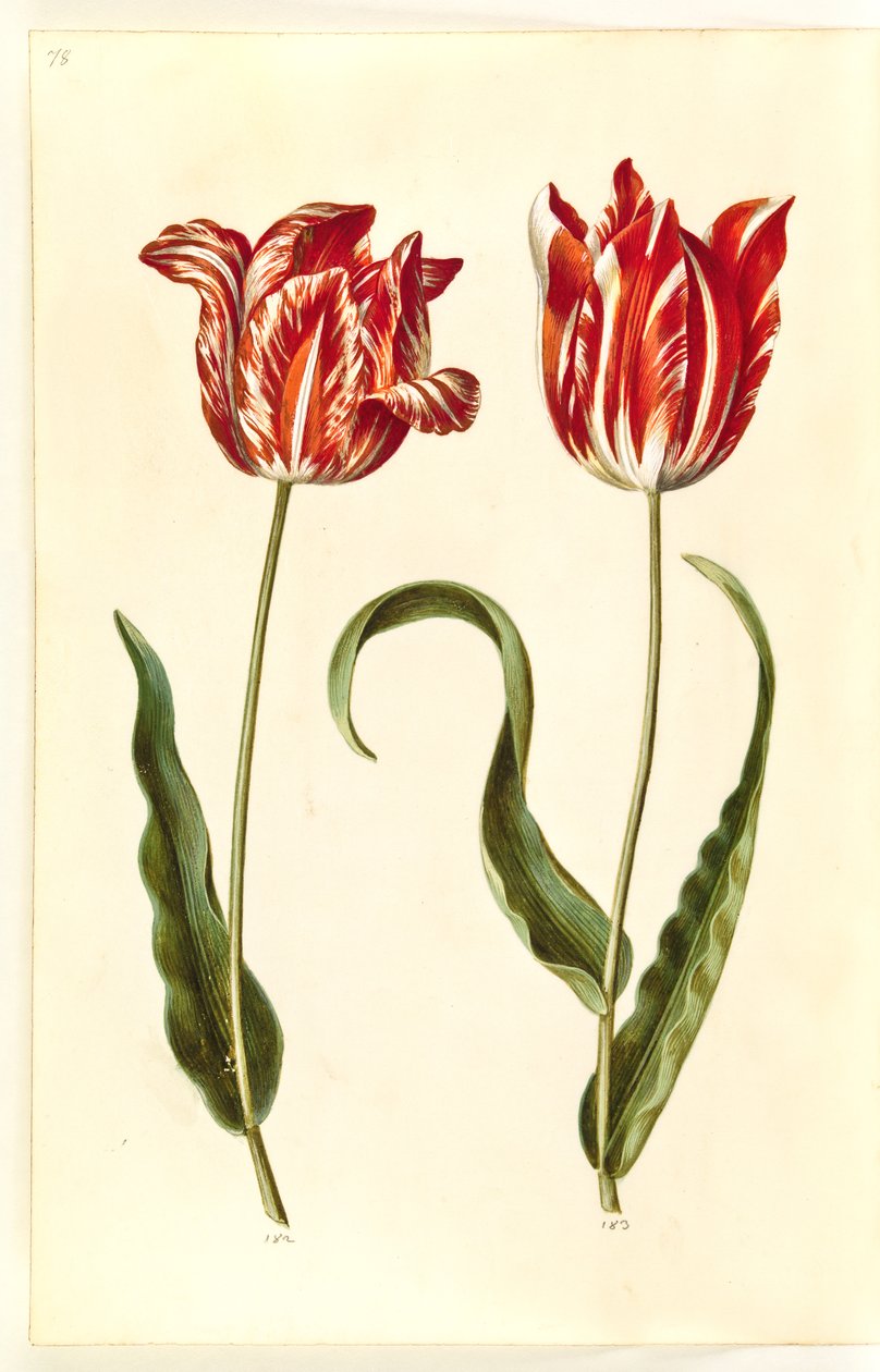 Tulipa gesneriana (have-tulppaani) tekijältä Hans Simon Holtzbecker