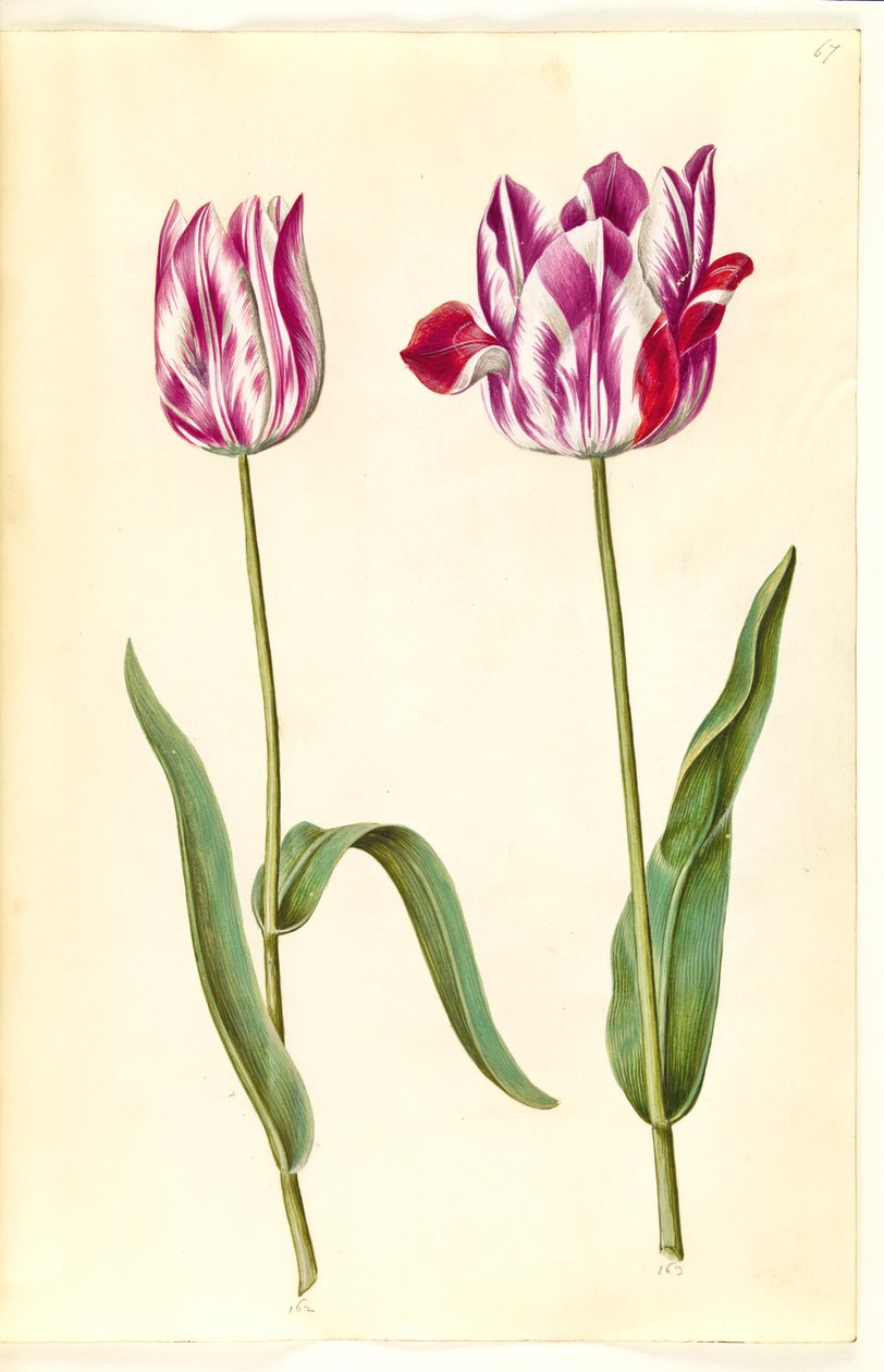 Tulipa gesneriana (have-tulppaani) tekijältä Hans Simon Holtzbecker