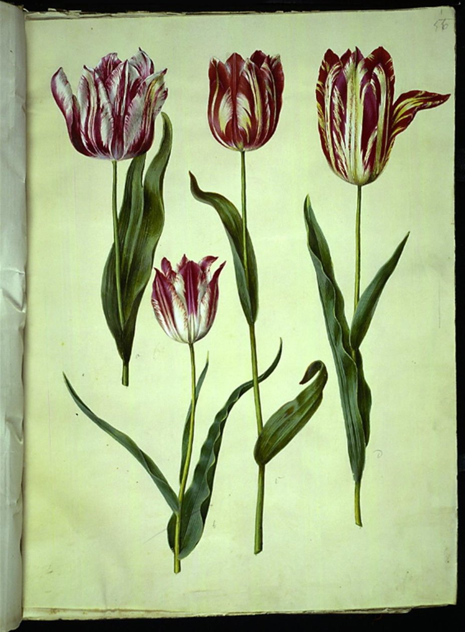 Tulipa gesneriana (have-tulppaani) tekijältä Hans Simon Holtzbecker
