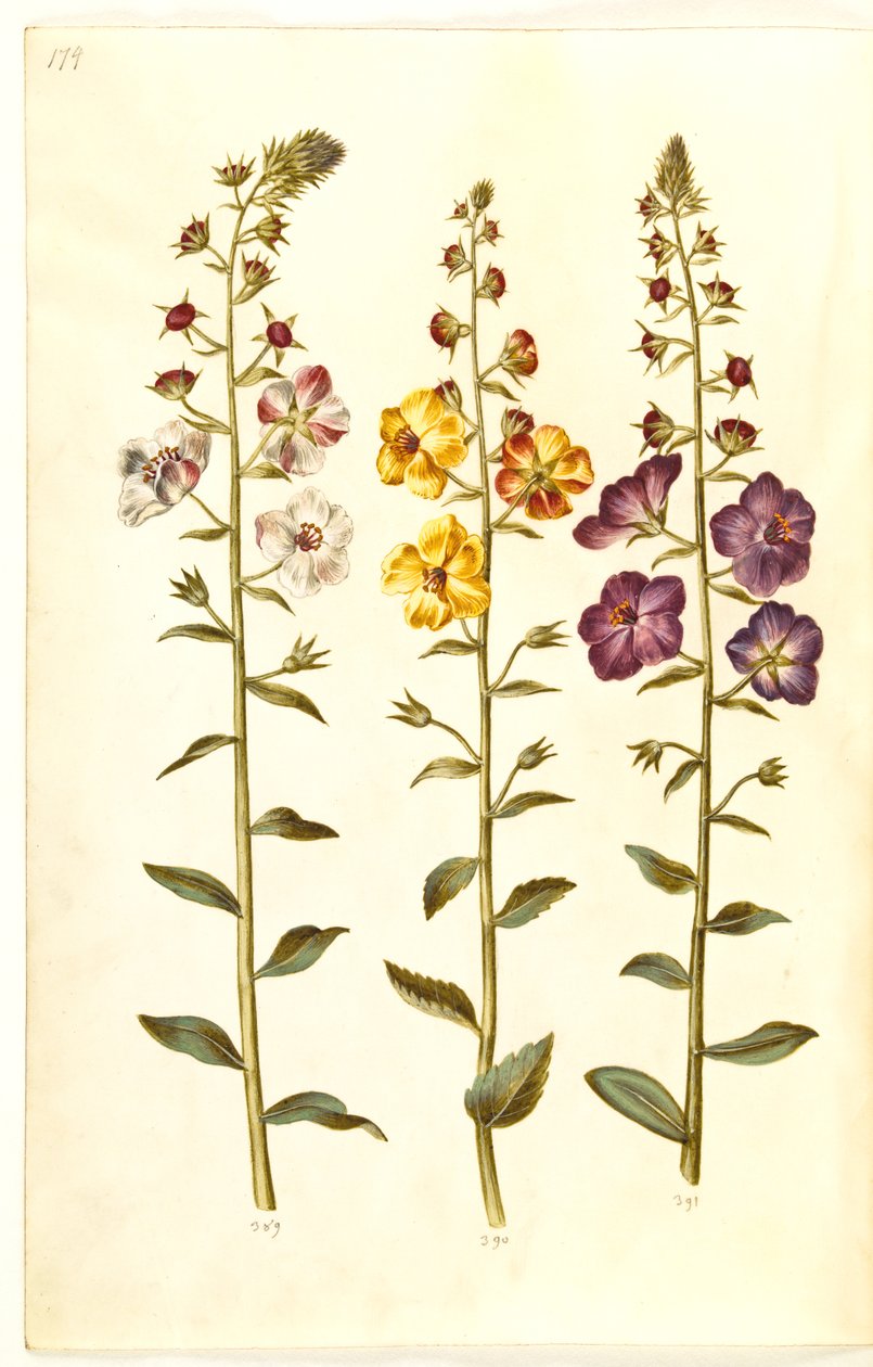 Verbascum blattaria (klase-kongelys); Foinikialainen verbascum (violetti-congelys) tekijältä Hans Simon Holtzbecker