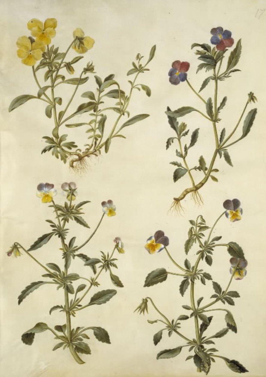 Viola cornuta (sarvi-violetti); Viola tricolor (tavallinen orvokki) tekijältä Hans Simon Holtzbecker
