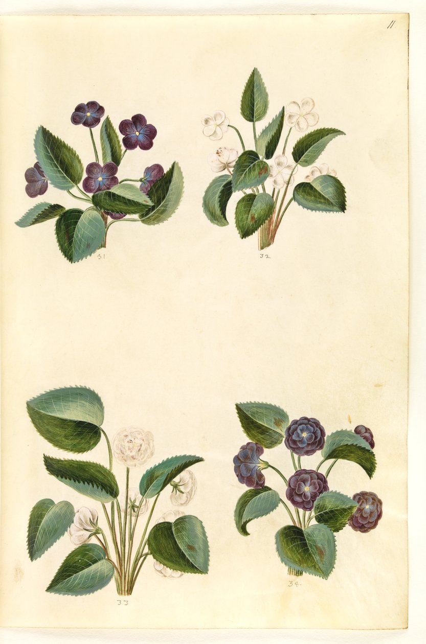 Viola odorata (marts-viul) tekijältä Hans Simon Holtzbecker