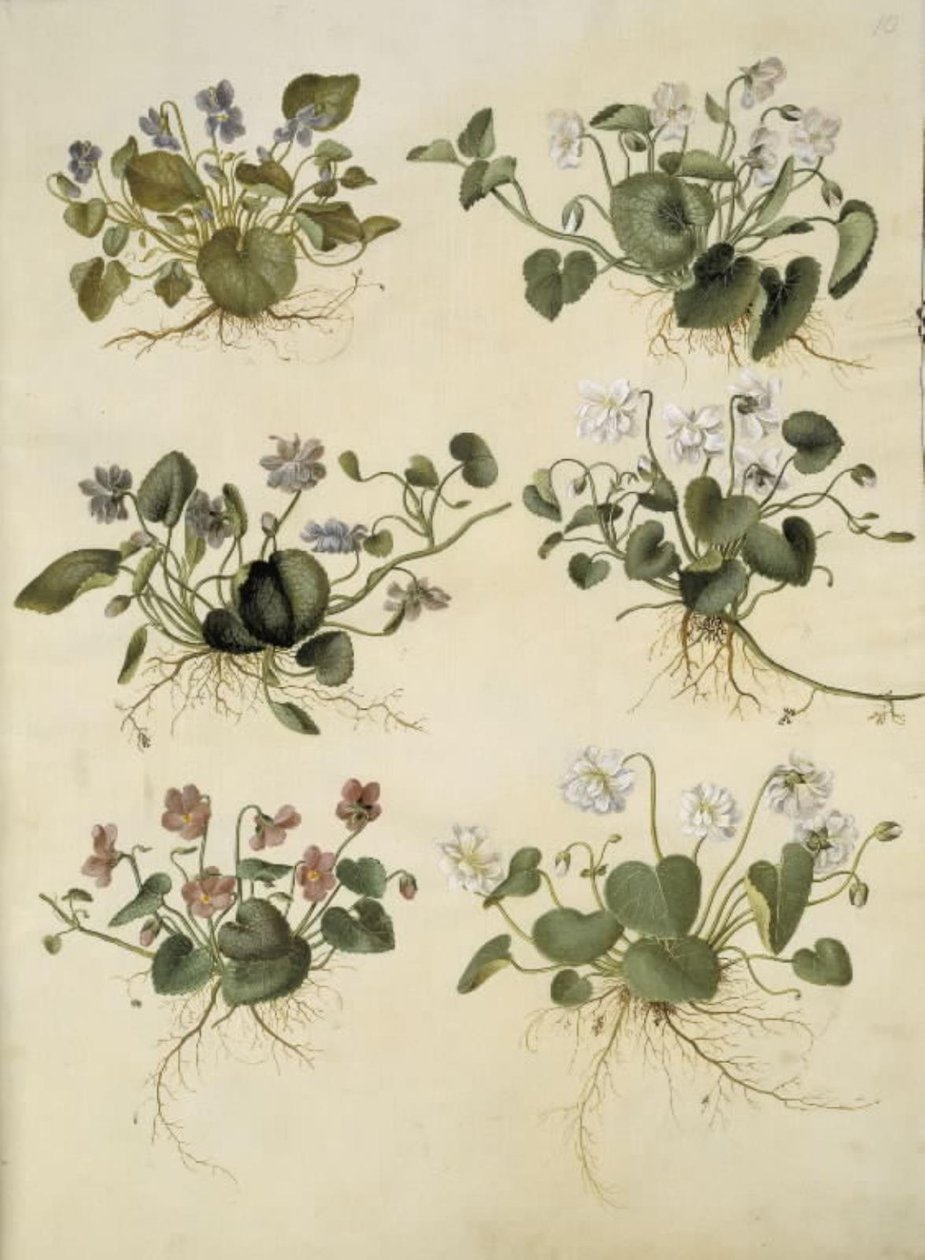Viola odorata (marts-viul) tekijältä Hans Simon Holtzbecker