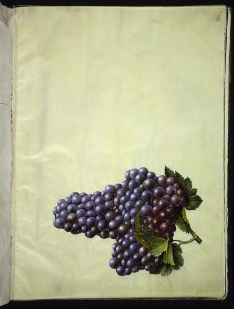 Vitis vinifera (tavallinen viini) tekijältä Hans Simon Holtzbecker