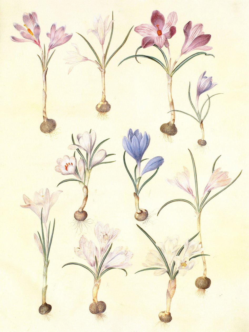 Crocus vernus tekijältä Hans Simon Holtzbecker