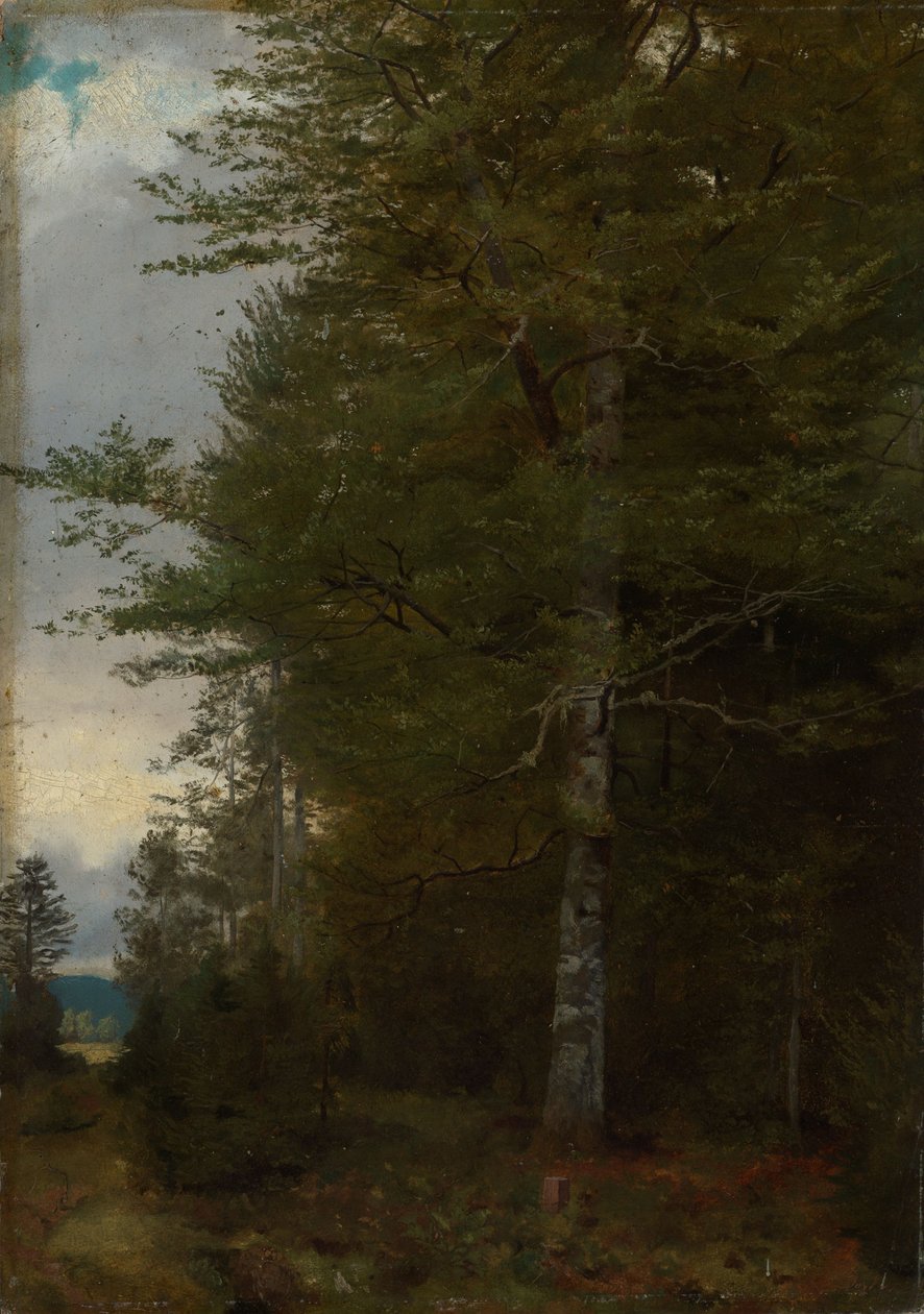 Pyökki metsänreunassa tekijältä Hans Thoma