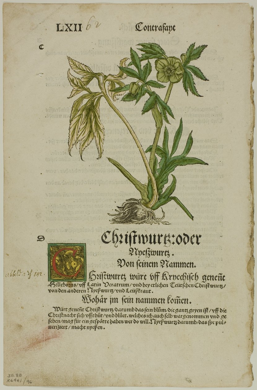 Christwurz (Hellebore) Herbariumista (Kräuterbuch), levy 96 puupiirroksista XVI vuosisadan kirjoista tekijältä Hans Weiditz, II