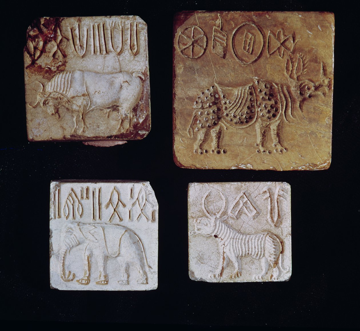 Neljä sinettiä, jotka kuvaavat härkää, sarvikuonoa, norsua ja tiikeriä kuvallisilla symboleilla Indus-laaksosta Pakistanista, 3000-1500 eaa. tekijältä Harappan
