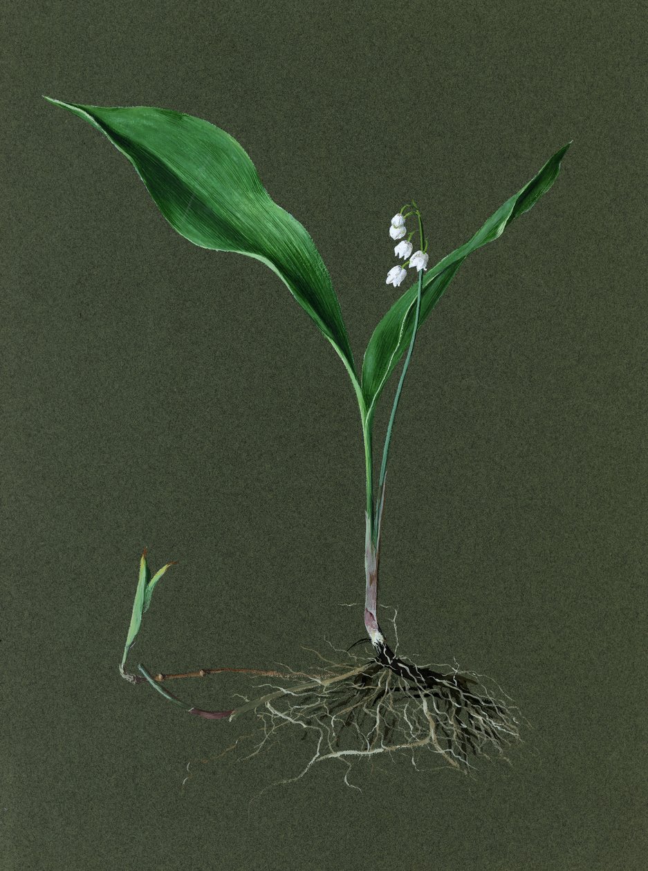 Convallaria Majalis Kielo, c1870-1 tekijältä Harold Drinkwater