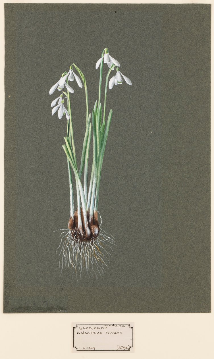 Galanthus nivalis L. Lumikello, c1903-1915. tekijältä Harold Drinkwater