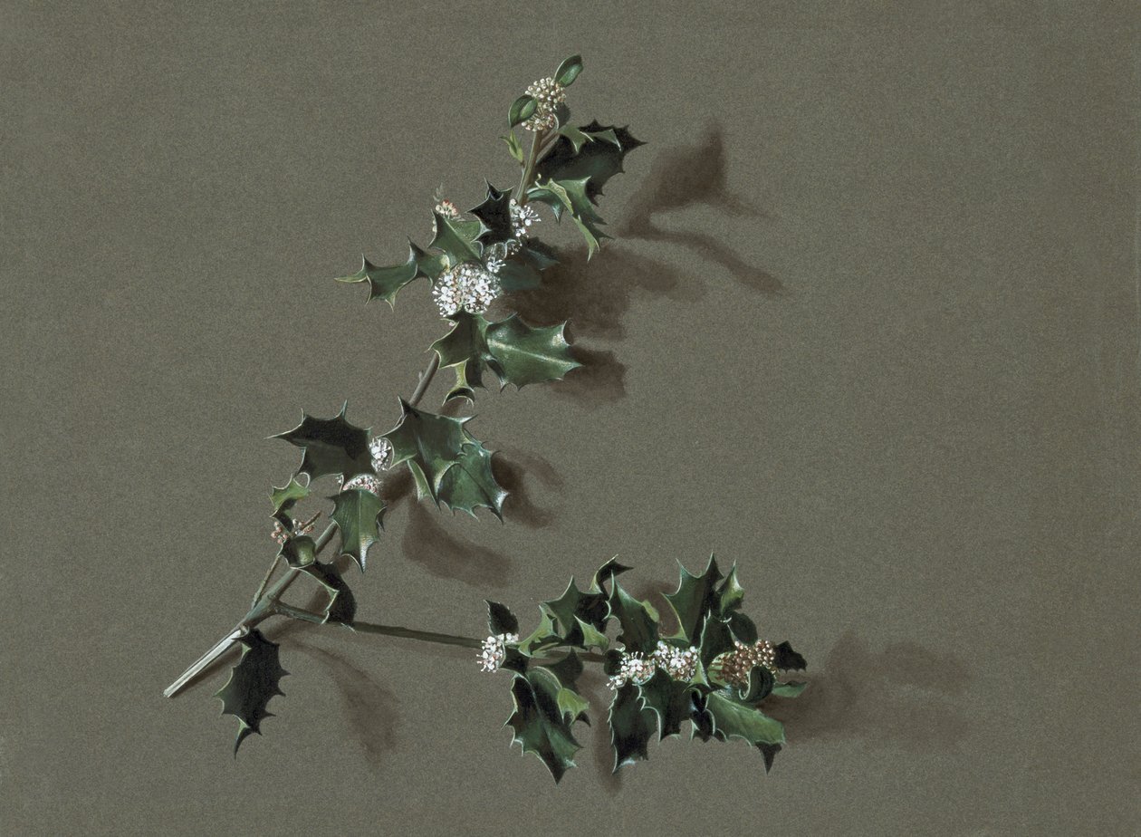 Ilex aquifolium L. Common Holly, c1870-1920. tekijältä Harold Drinkwater