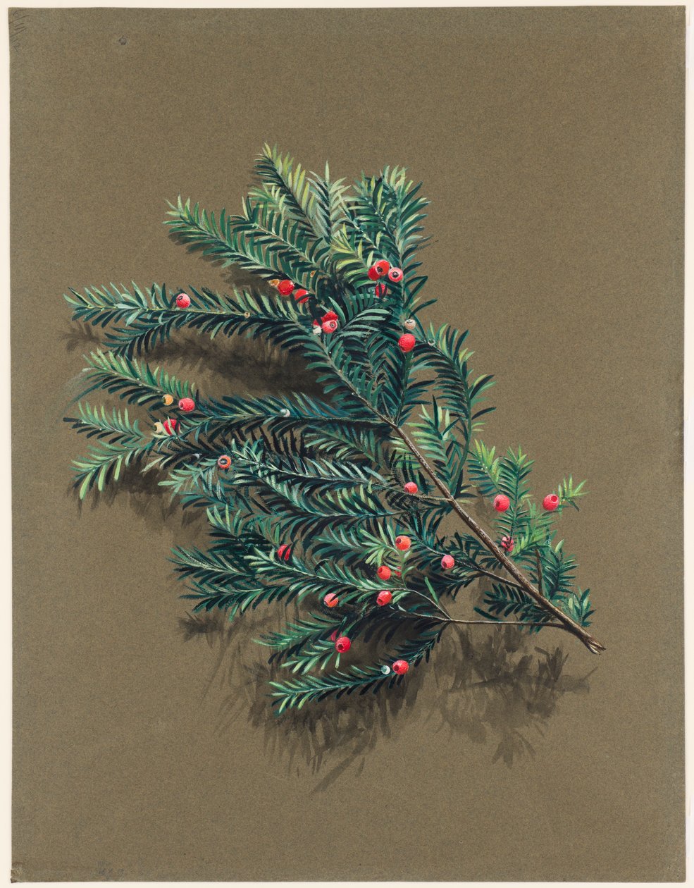 vero USB ACCA he L. Y extra, 1903-1915. tekijältä Harold Drinkwater