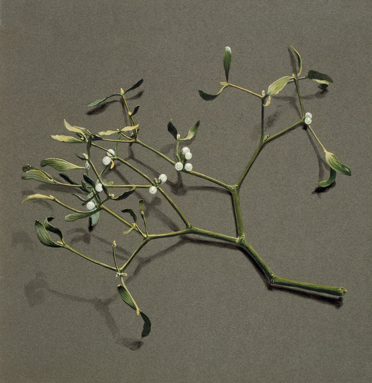 Viscum white L Misteli, c1870-1920. tekijältä Harold Drinkwater