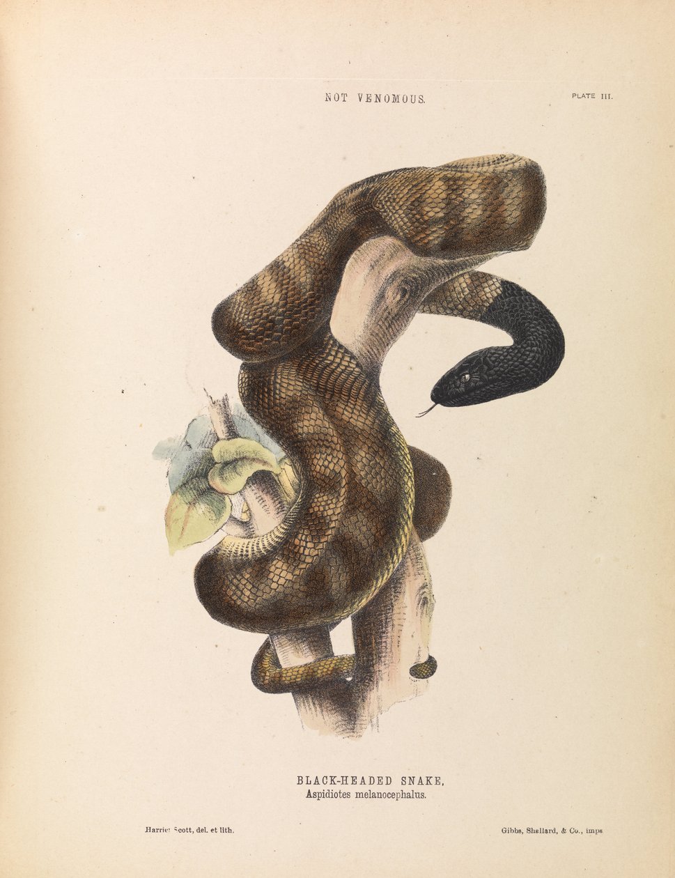 Mustapäinen käärme, Aspidiotes melanocephalus tekijältä Harriet Scott