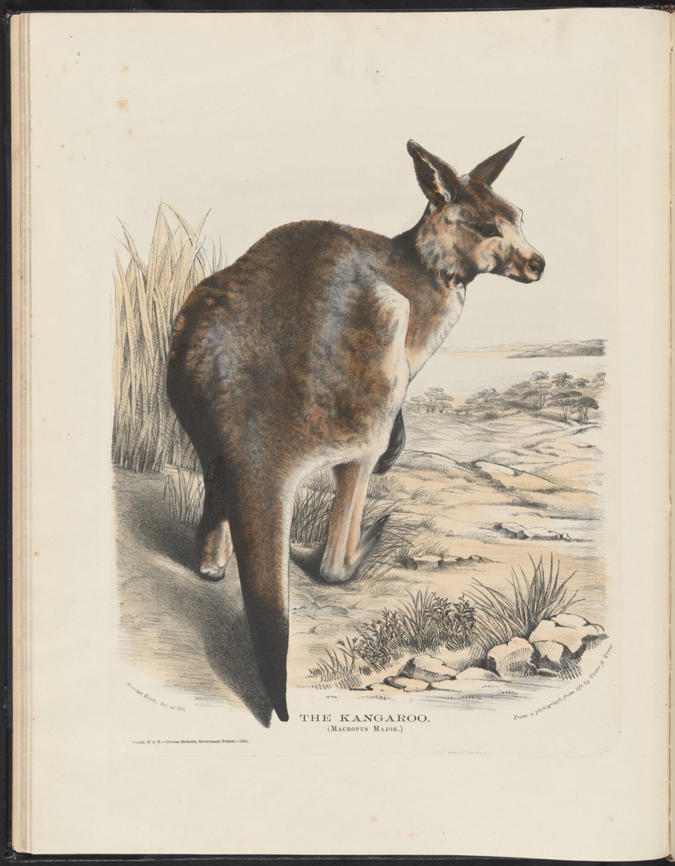 Australian nisäkkäät (Krefft) Nla.obj-33627803-11 Kenguru tekijältä Harriet Morgan