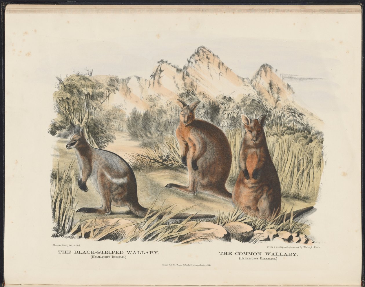 Australian nisäkkäät (Krefft) Nla.obj-33627803-13 Mustaraidallinen Wallaby ja Common Wallaby tekijältä Harriet Morgan