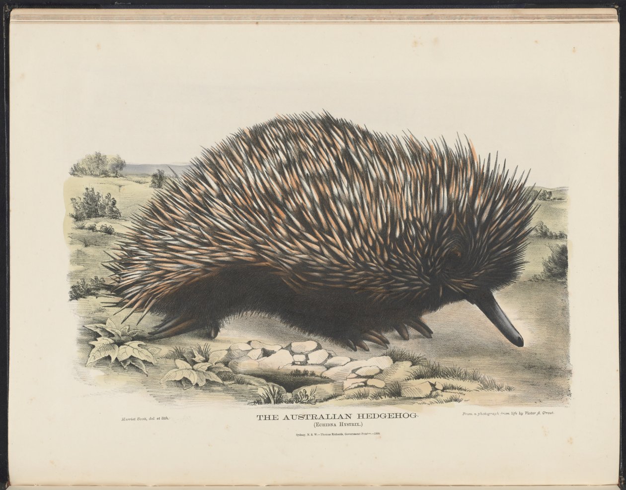 Australian nisäkkäät (Krefft) Nla.obj-33627803-15 Australian siili tekijältä Harriet Morgan