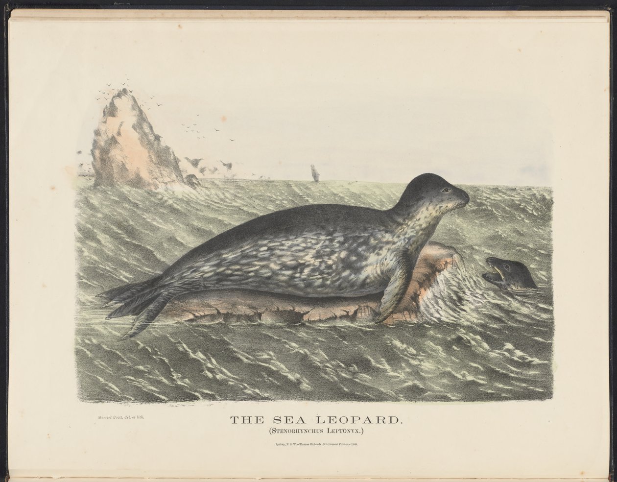 Australian nisäkkäät (Krefft) Nla.obj-33627803-5 Merileopardi tekijältä Harriet Morgan