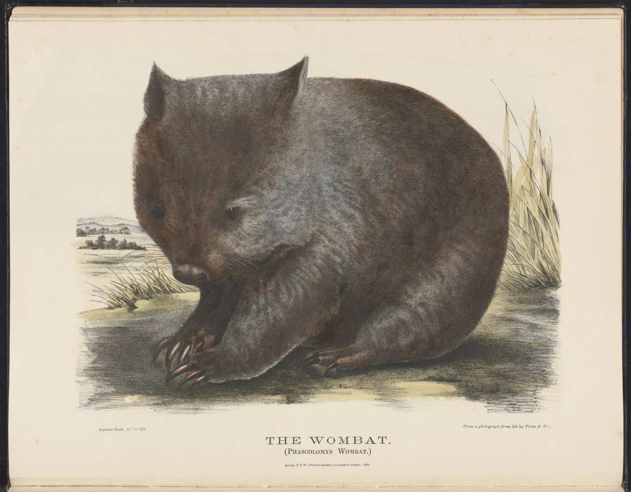 Australian nisäkkäät (Krefft) Nla.obj-33627803-6 The Wombat tekijältä Harriet Morgan