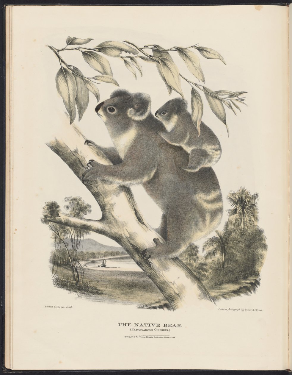 Australian nisäkkäät (Krefft) Nla.obj-33627803-7 Alkuperäinen karhu tekijältä Harriet Morgan