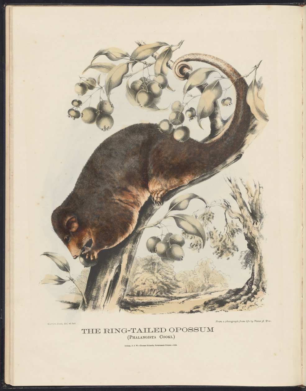 Australian nisäkkäät (Krefft) Nla.obj-33627803-8 Ring-tailed Opossum tekijältä Harriet Morgan