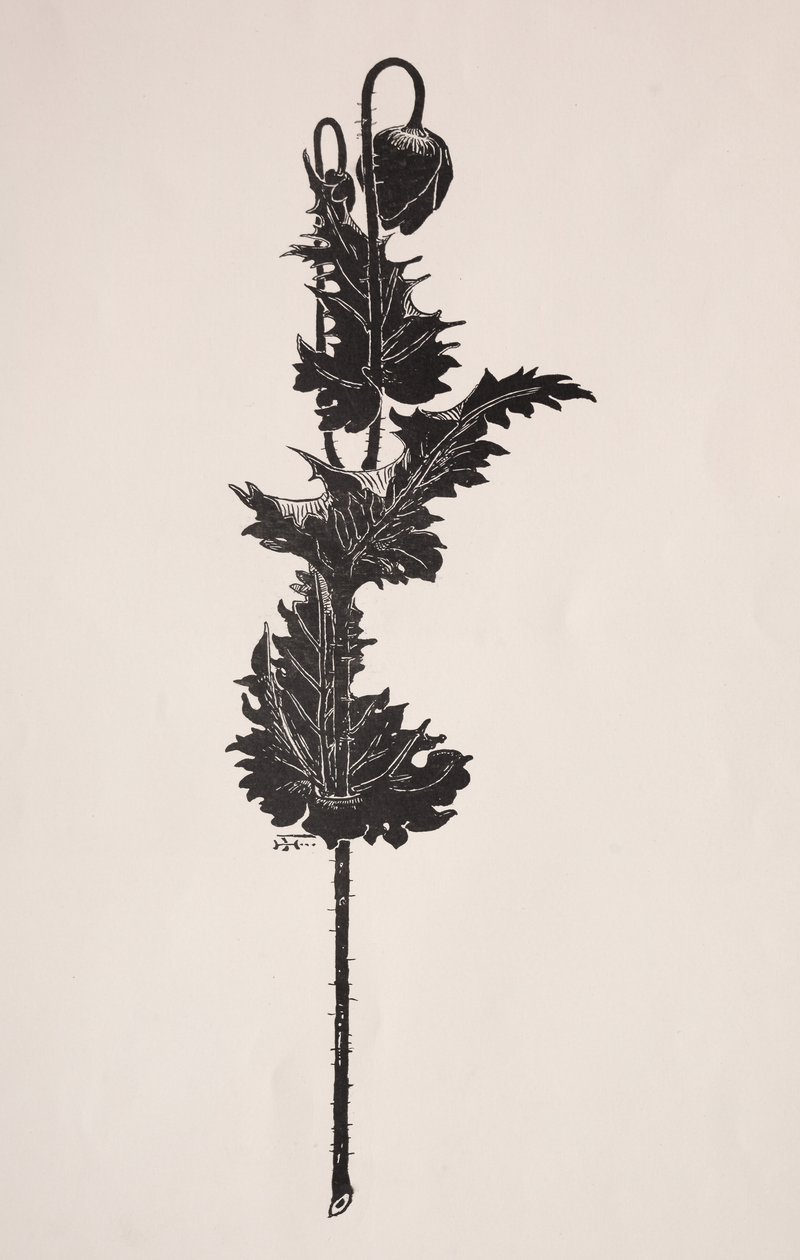 Estudi de flors. finlandès tekijältä Harry Fenn