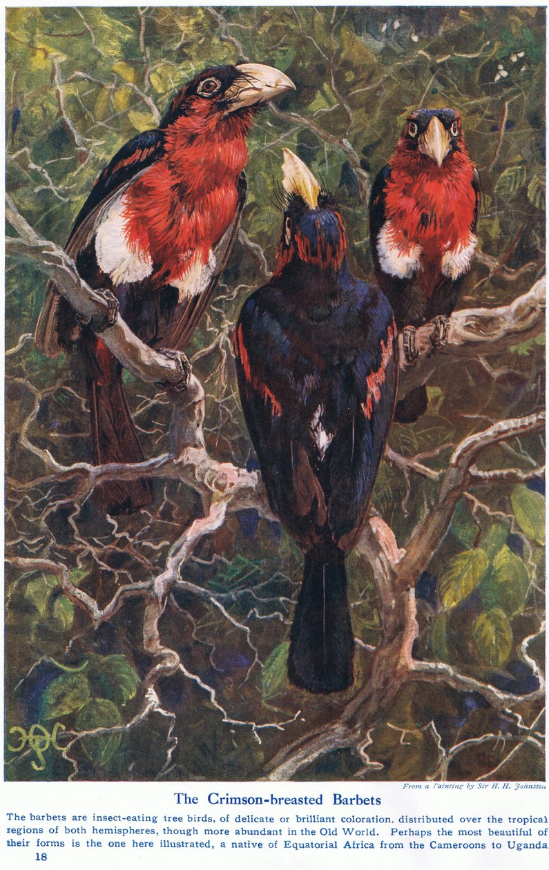 Crimson Crested Barbets, kuvitus teoksesta "Wonders of Land and Sea", julkaisija Cassell, Lontoo, 1914 tekijältä Harry Hamilton Johnston